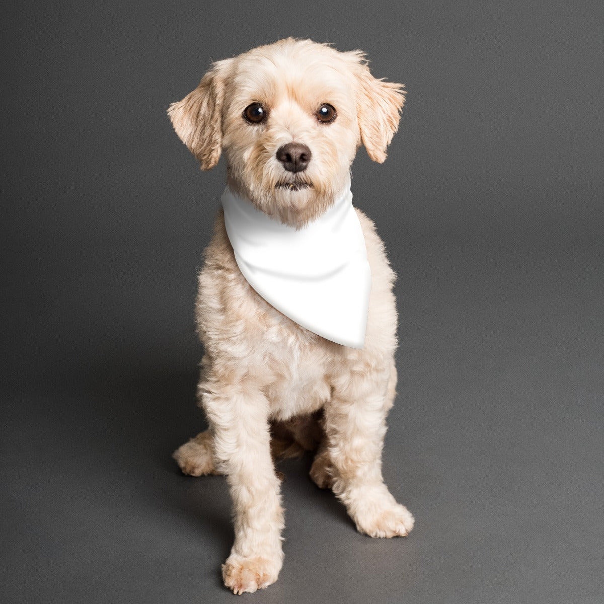 All-Over Print Pet's Scarf